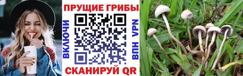 Галлюциногенные грибы Psilocybe  Асино 